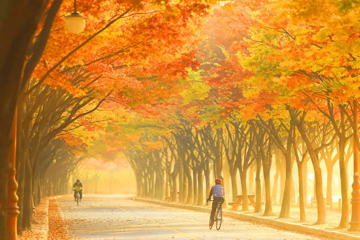 인천대공원 단풍길에서 자전거 인천대공원 단풍길에서 자전거