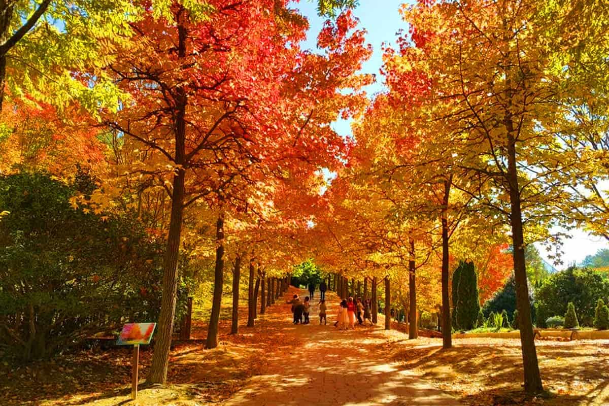 경상남도 수목원 화려한 가을 경상남도 수목원 화려한 가을
