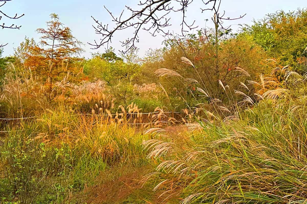 고양생태공원 가을 억새 고양생태공원 가을 억새