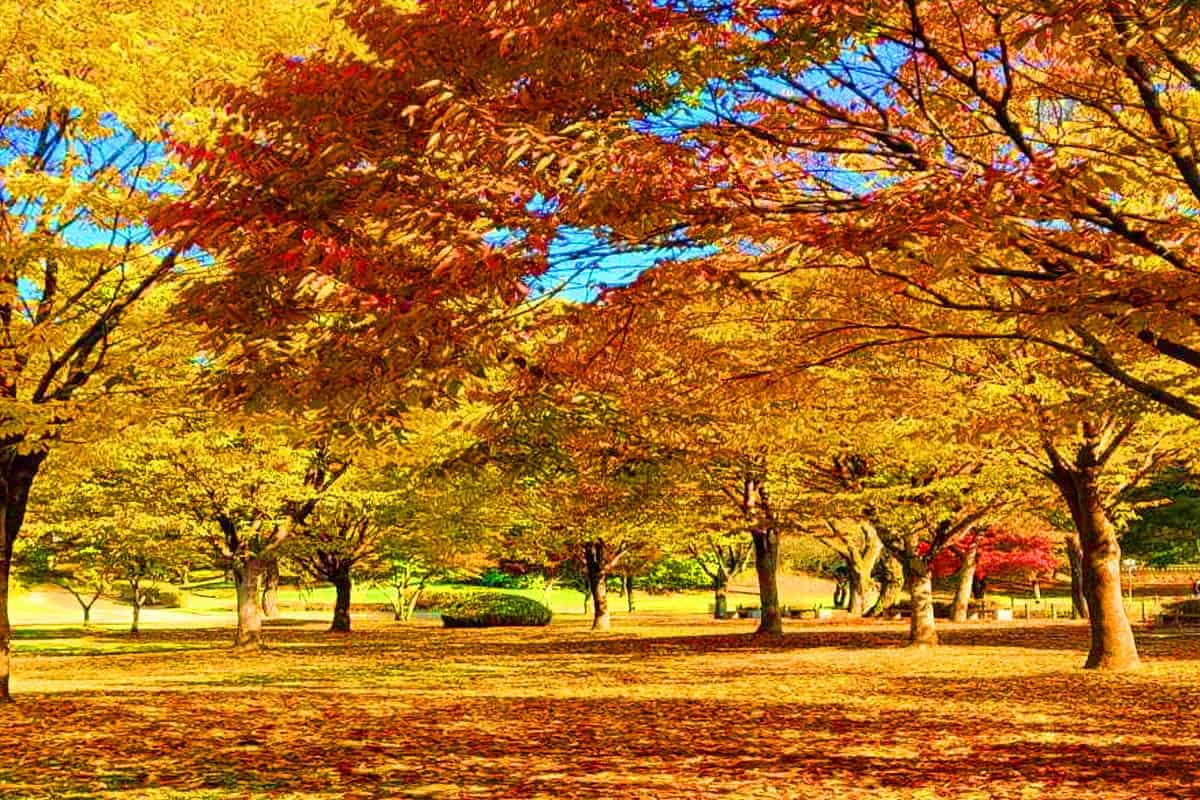 파주 이이 유적 단풍 산책길 파주 이이 유적 단풍 산책길