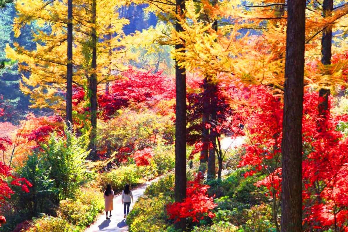 아침고요수목원 단풍 산책길 아침고요수목원 단풍 산책길