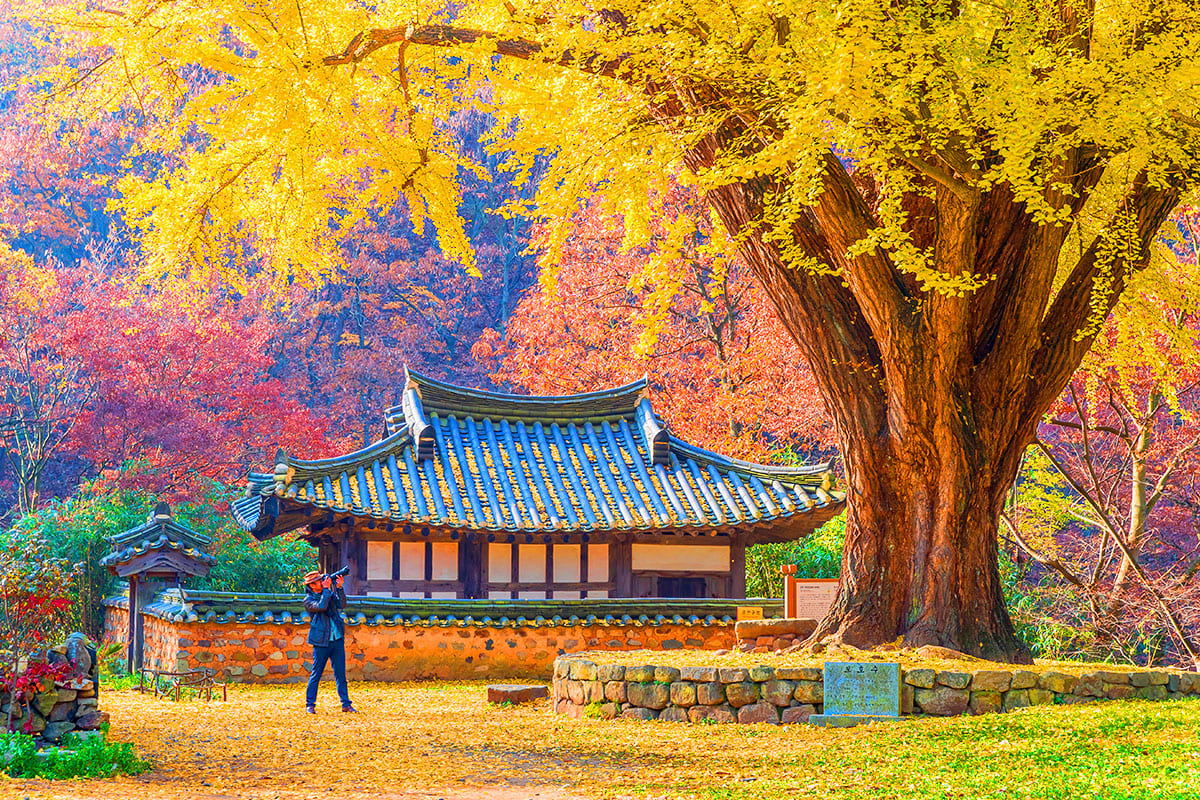경주유연정 황금 은행나무  