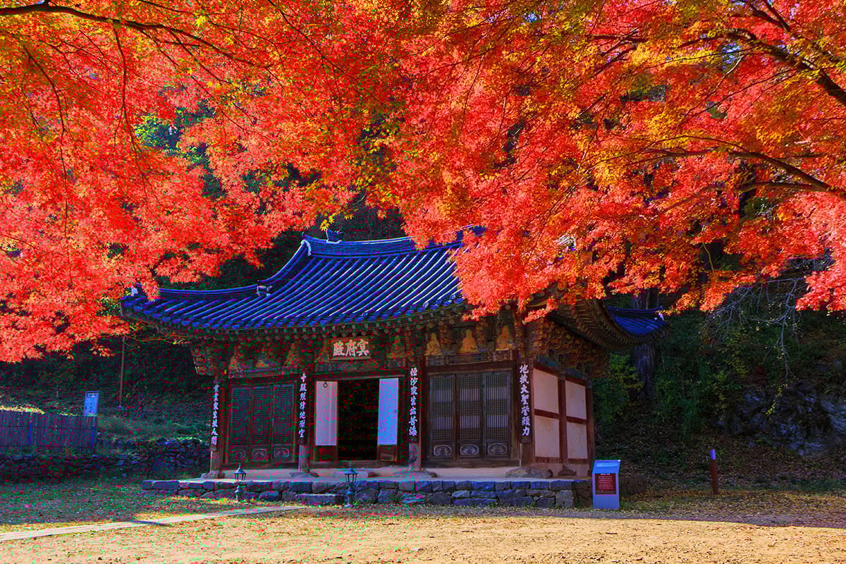마곡사 붉은 단풍 / 사진=게티이미지뱅크 마곡사 붉은 단풍 / 사진=게티이미지뱅크