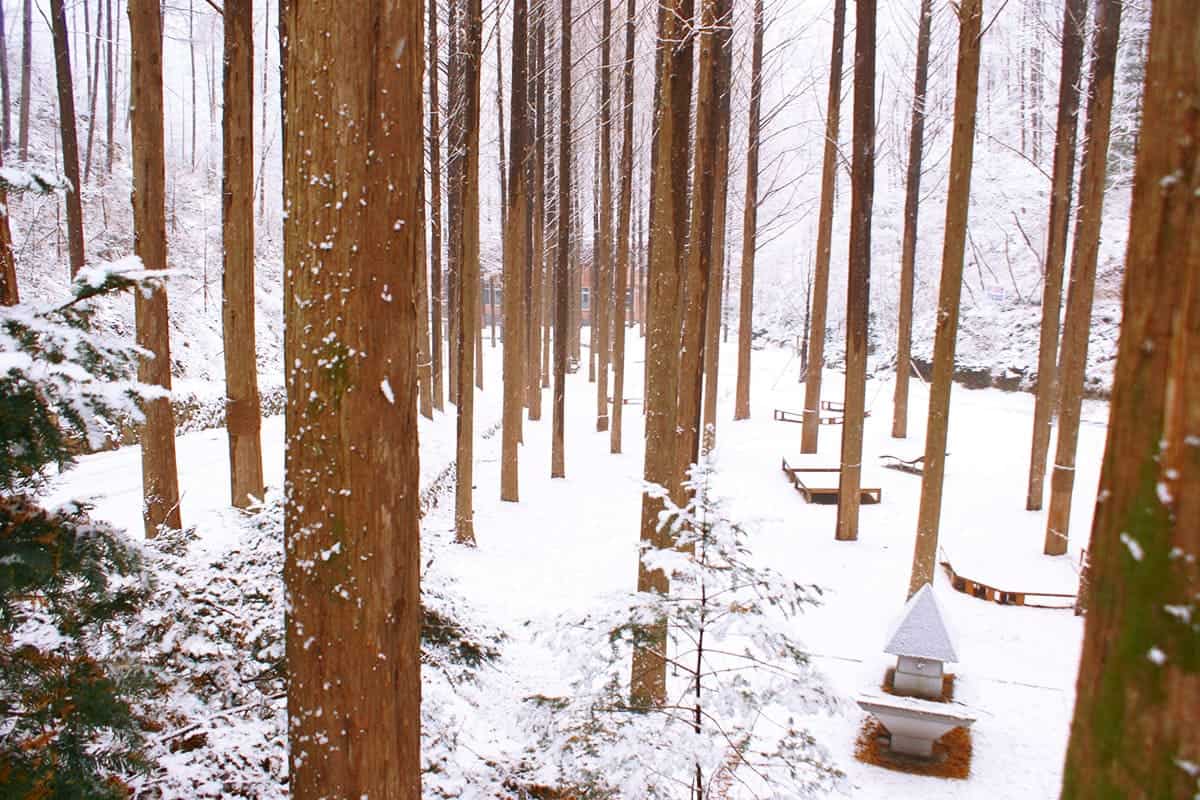 장태산 자연휴양림 겨울 풍경 장태산 자연휴양림 겨울 풍경