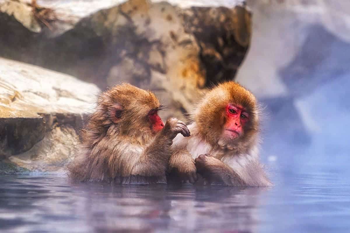 지고쿠다니 야생 원숭이 공원 온천 