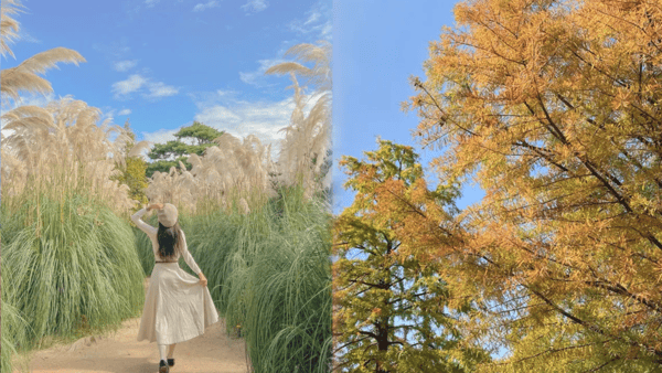 가을철 가기 좋은 수목원 BEST 5 / 사진=트립닷컴? 가을철 가기 좋은 수목원 BEST 5 / 사진=트립닷컴?