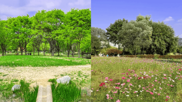 서울 창포원 / 사진=트립닷컴? 서울 창포원 / 사진=트립닷컴?