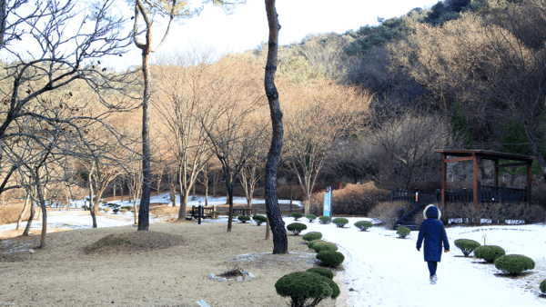 공작산생태숲 겨울 / 사진=온라인커뮤니티 공작산생태숲 겨울 / 사진=온라인커뮤니티