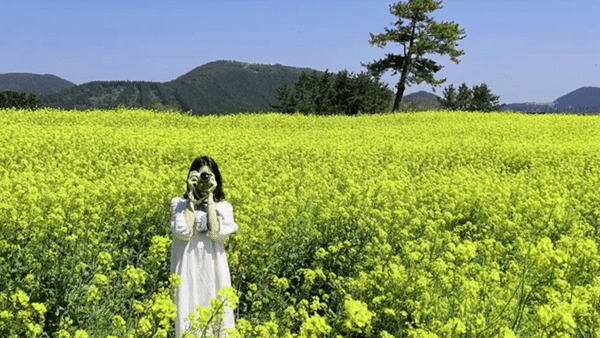 보롬왓 유채꽃밭 / 사진=트립닷컴?