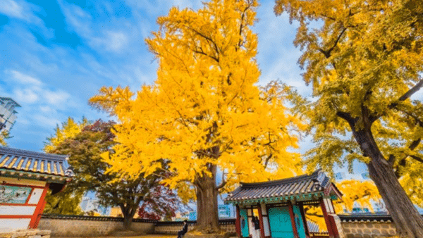 서산향교 은행나무 / 사진=온라인커뮤니티 서산향교 은행나무 / 사진=온라인커뮤니티