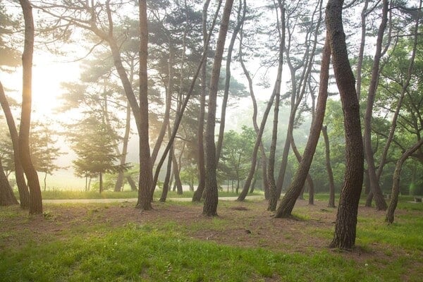 김포 장릉 자연환경 /사진=게티이미지뱅크 김포 장릉 자연환경 /사진=게티이미지뱅크