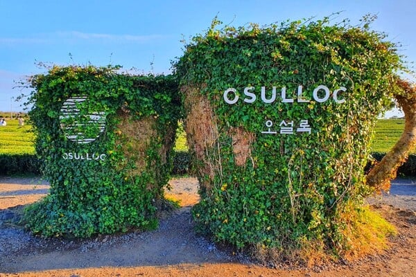 오설록 티 뮤지엄 포토스팟 / 사진=온라인커뮤니티