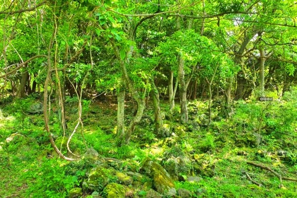 화순곶자왈생태탐방숲길 낮 풍경 / 사진=온라인커뮤니티?