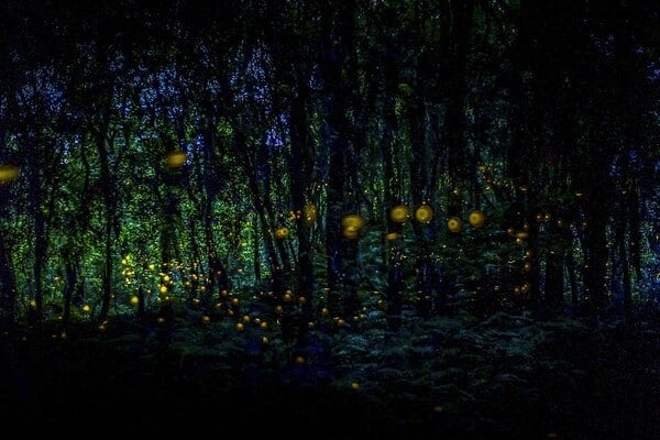 화순곶자왈생태탐방숲길 야간 반딧불 / 사진=게티이미지뱅크?