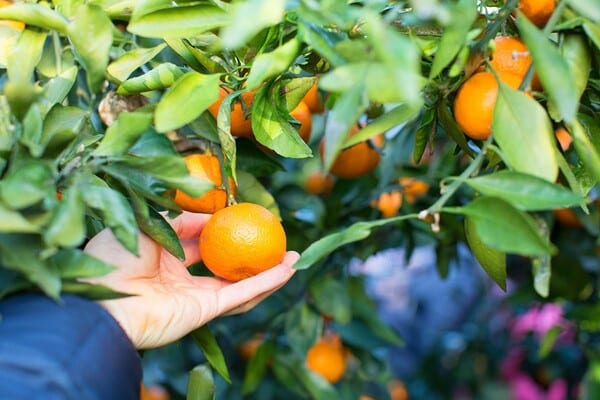 마노르블랑 귤따기체험 / 사진=게티이미지뱅크