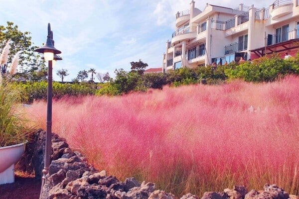 마노르블랑 꽃 밭 / 사진=온라인커뮤니티