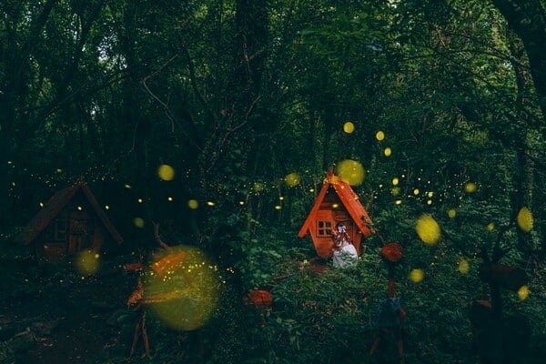 산양큰엉곶 반딧불 / 사진=온라인커뮤니티 산양큰엉곶 반딧불 / 사진=온라인커뮤니티