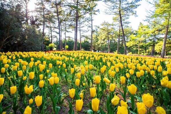 한림공원 꽃 만개 / 사진=한국관광공사 이범수 한림공원 꽃 만개 / 사진=한국관광공사 이범수
