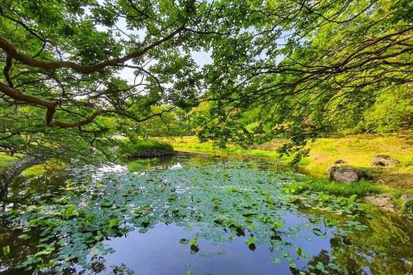 담양후산리명옥헌원림 연못 / 사진=온라인커뮤니티 담양후산리명옥헌원림 연못 / 사진=온라인커뮤니티