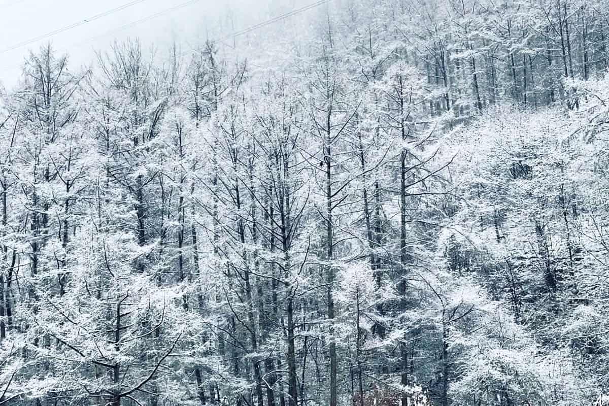 계명산의 설경 계명산의 설경