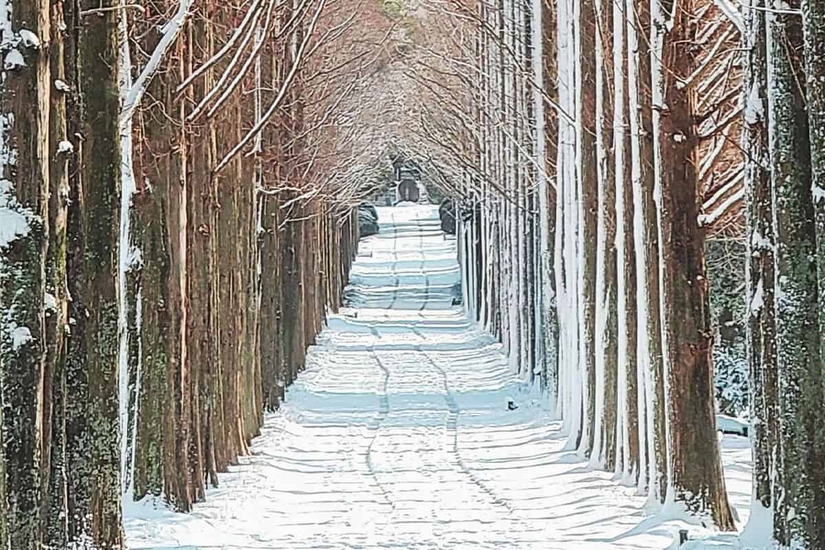 나주 전라남도 산림자원연구소 설경