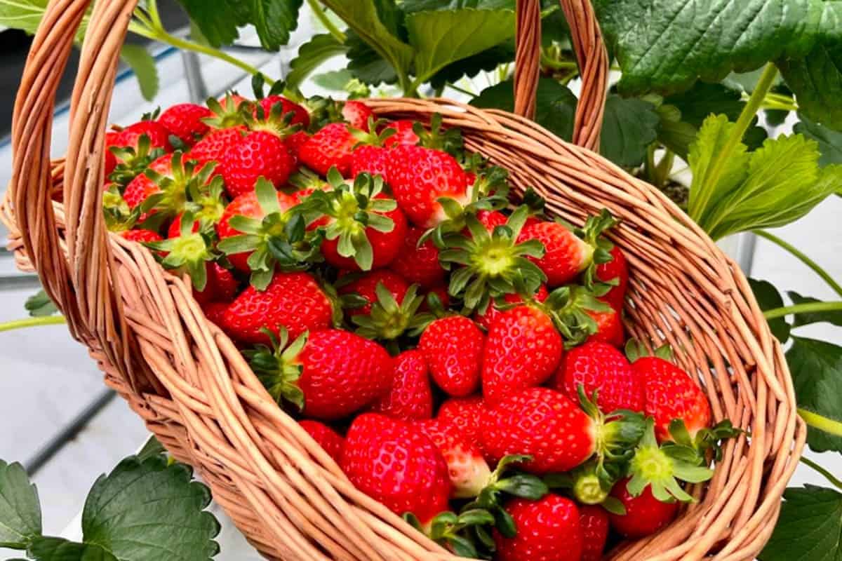 딸기 농장 체험