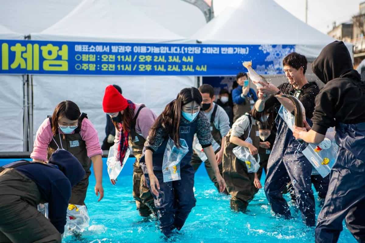 맨손 인삼 송어잡기 맨손 인삼 송어잡기