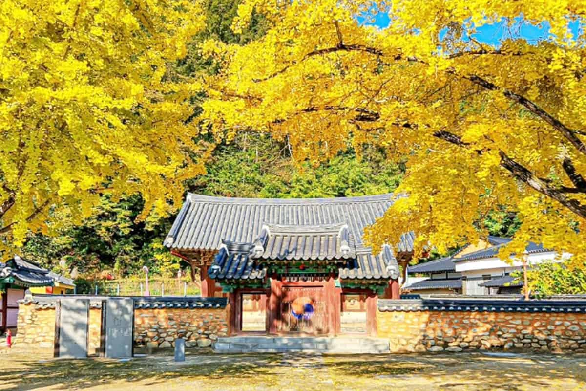 장수향교 가을 장수향교 가을