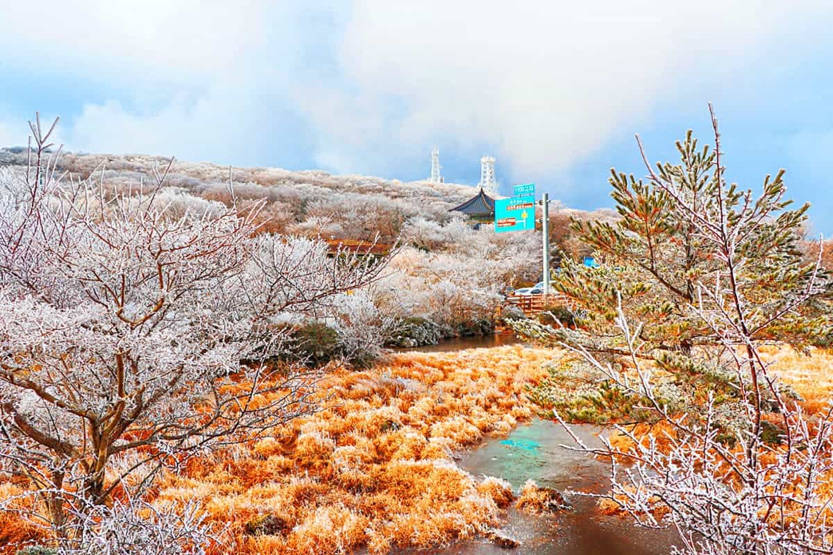 1100고지습지 겨울 풍경 1100고지습지 겨울 풍경