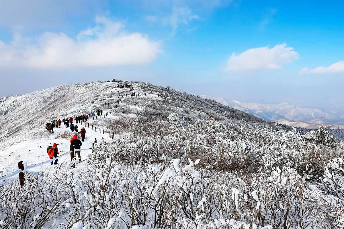 태백산 설경 태백산 설경