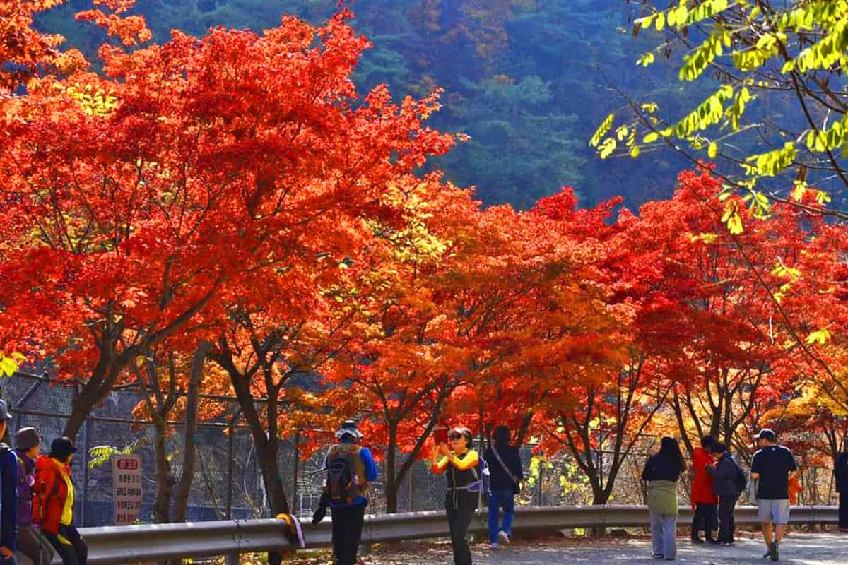 안양 관악수목원 단풍 안양 관악수목원 단풍
