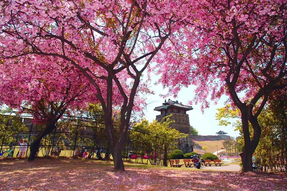 수원화성 분홍빛 천국