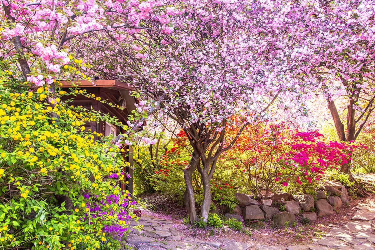 전주 완산공원 겹볒꽃 전주 완산공원 겹볒꽃