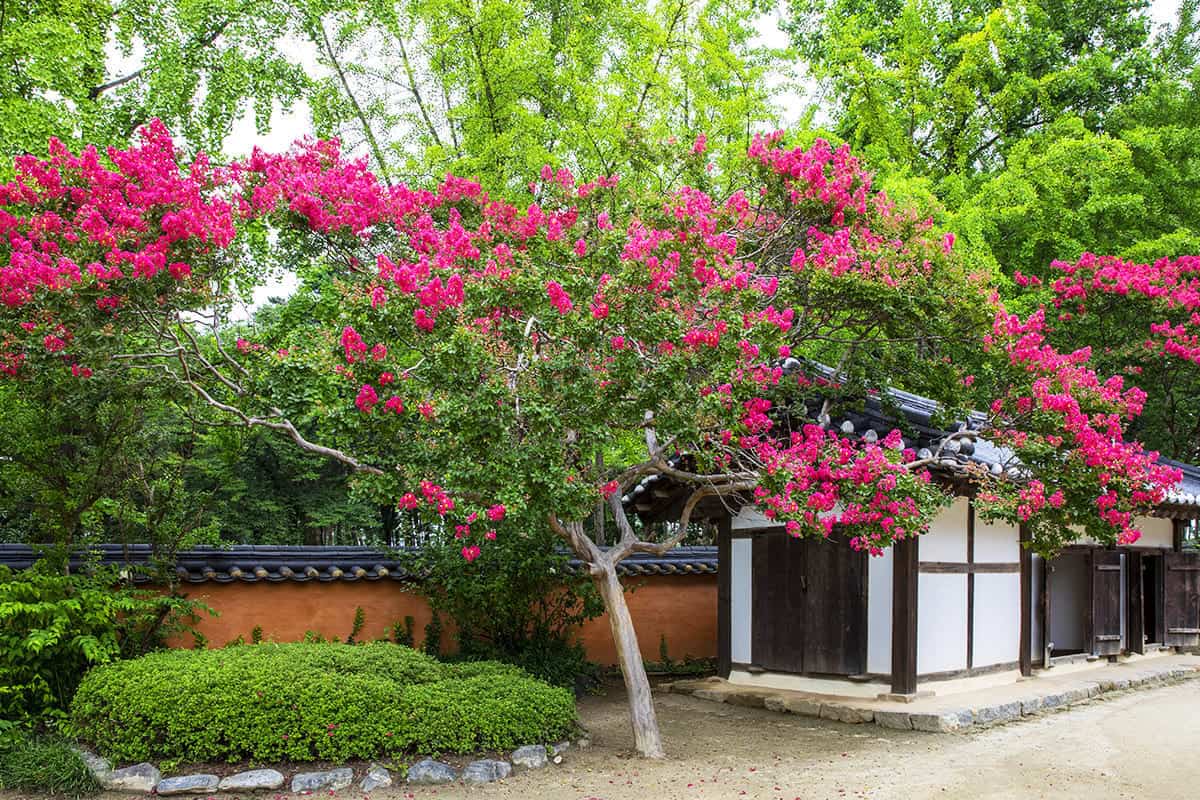 강릉 오죽헌 홍매화 강릉 오죽헌 홍매화