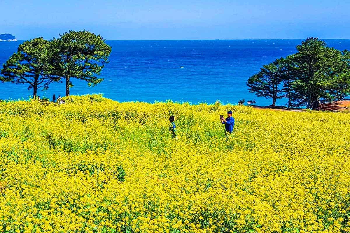 학동 내촐 유채꽃밭 학동 내촐 유채꽃밭