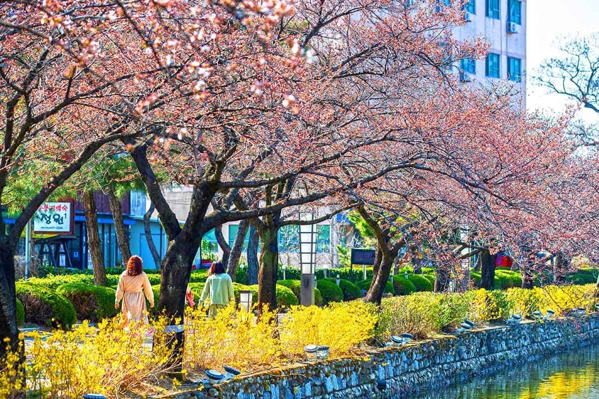 연화지 벚꽃 산책 연화지 벚꽃 산책