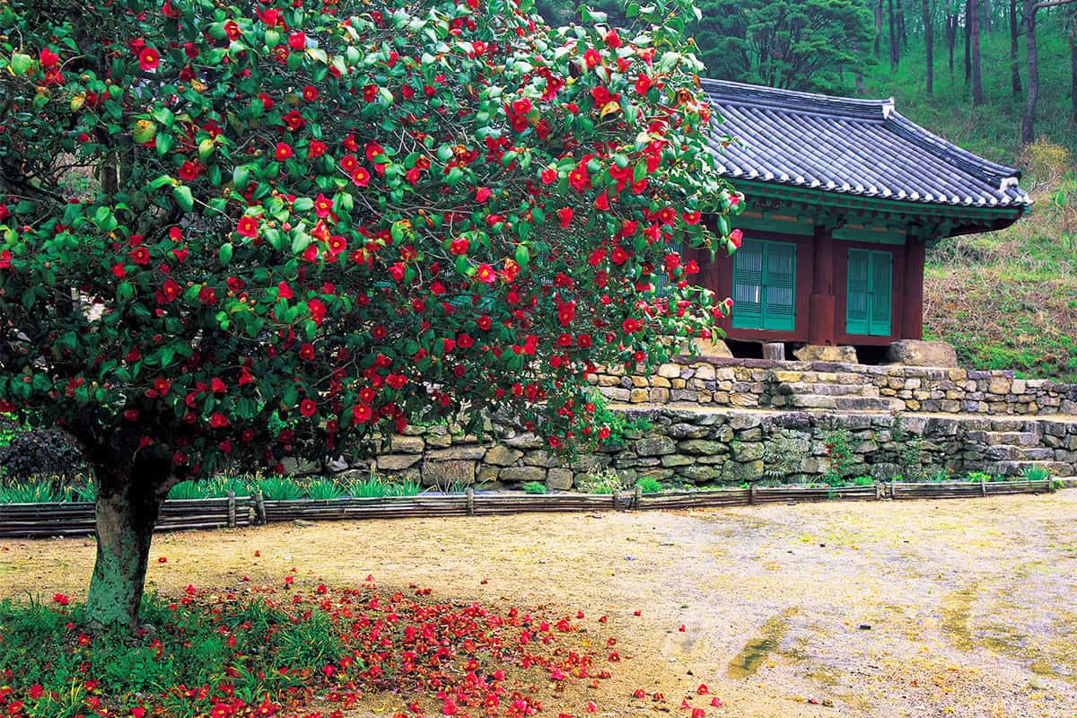 고창 선운사 동백꽃 고창 선운사 동백꽃