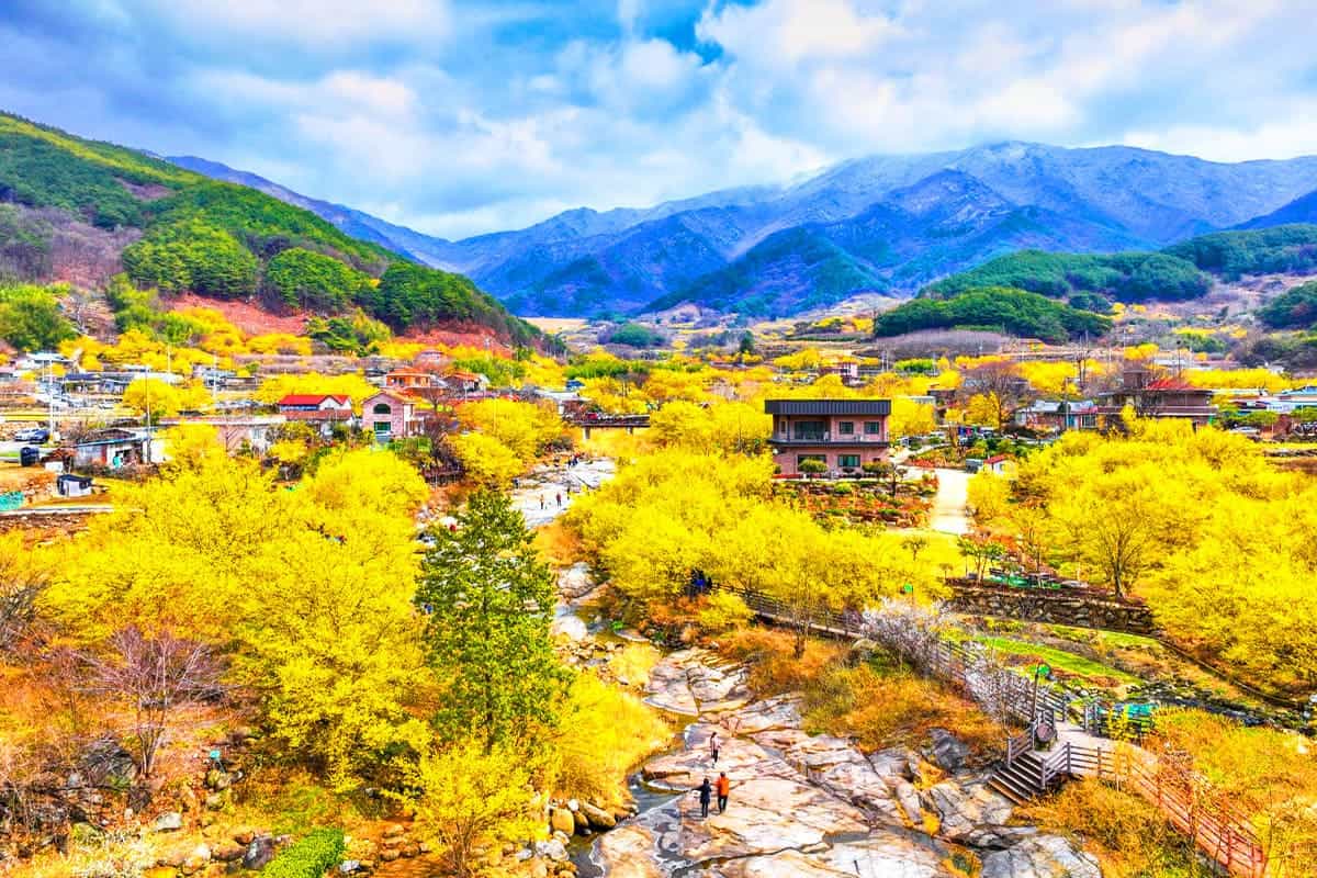 그림같은 구례산수유꽃축제 그림같은 구례산수유꽃축제
