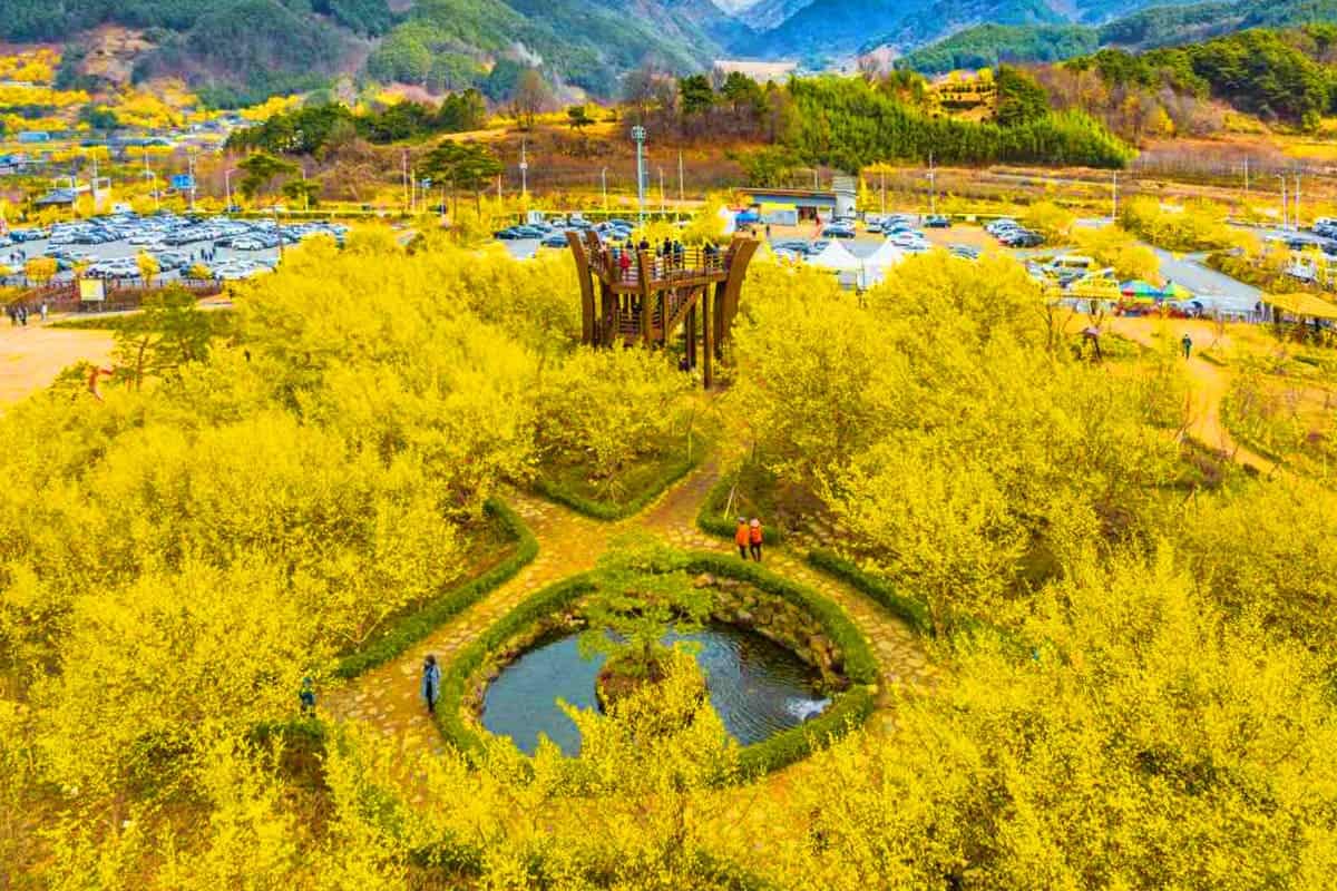 구례산수유꽃축제 풍경 구례산수유꽃축제 풍경