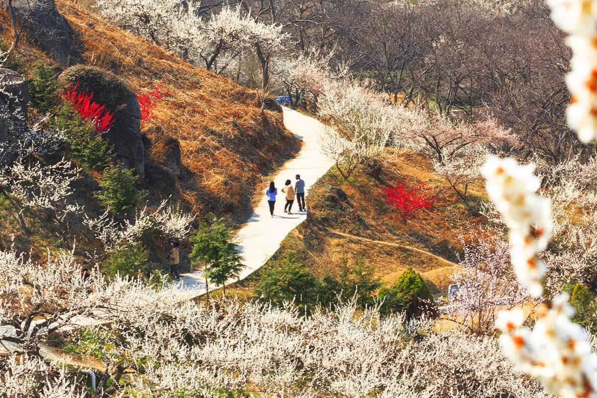 광양매화마을 산책 광양매화마을 산책