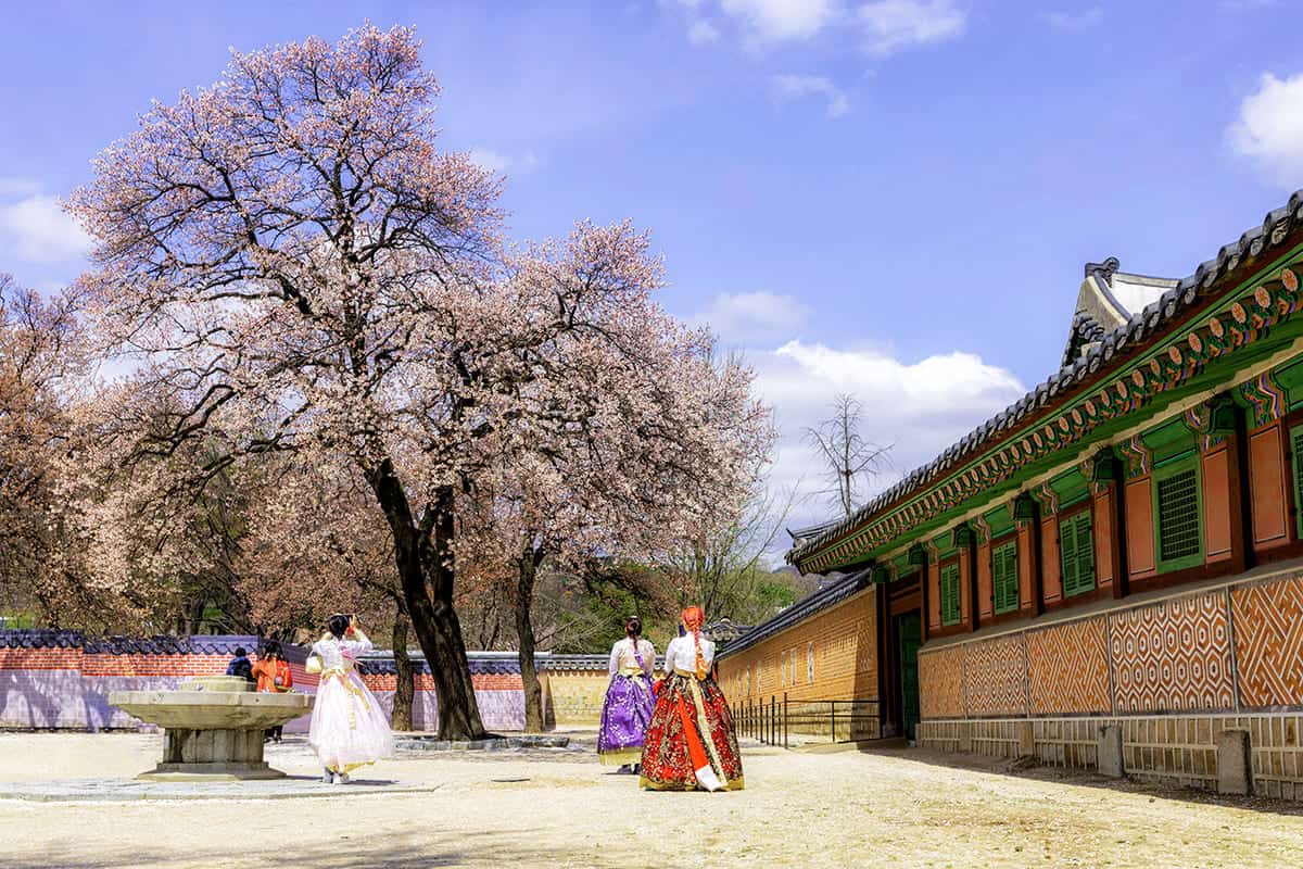 경복궁 봄 경복궁 봄