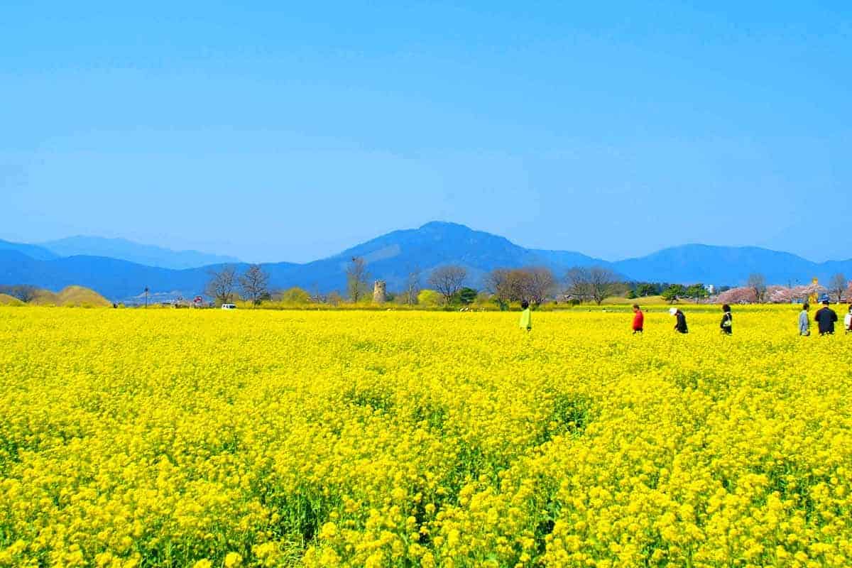 첨성대 유채꽃 첨성대 유채꽃