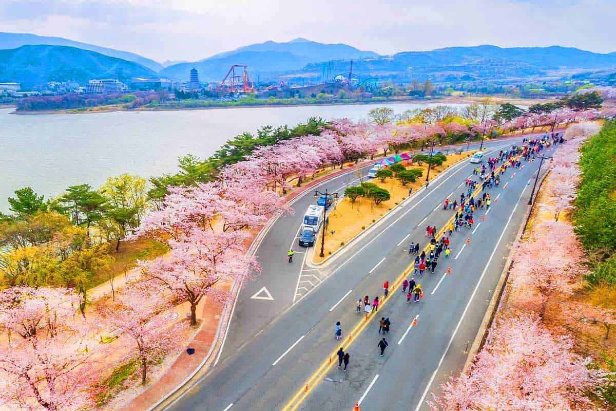 경주 벚꽃 마라톤대회 경주 벚꽃 마라톤대회