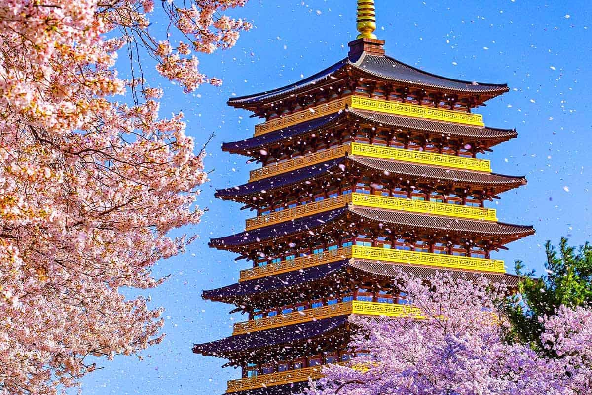 경주의 흩날리는 봄