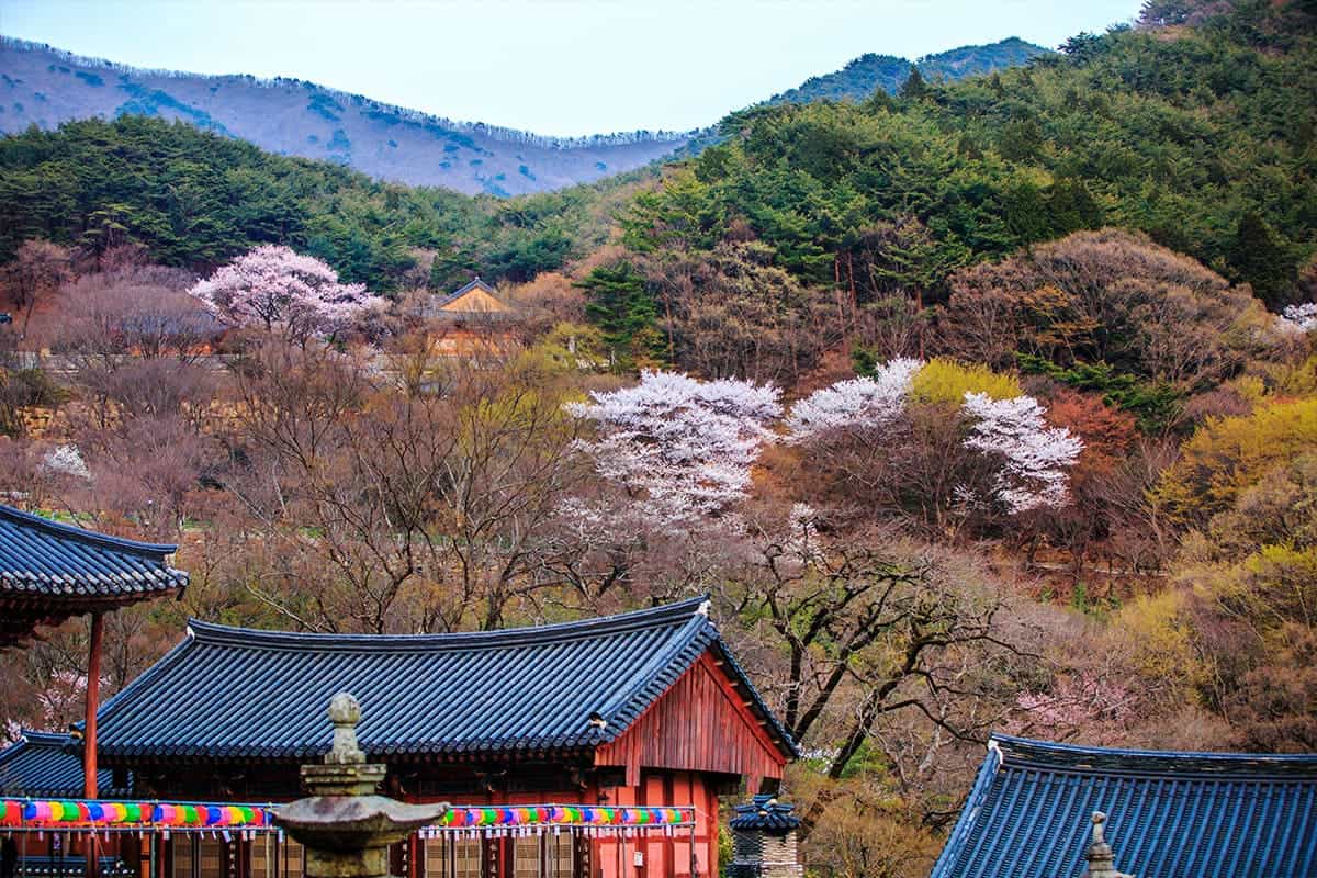 화암사 홍매화 전경 