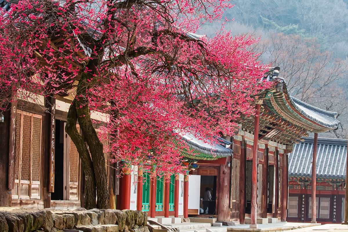 홍매화