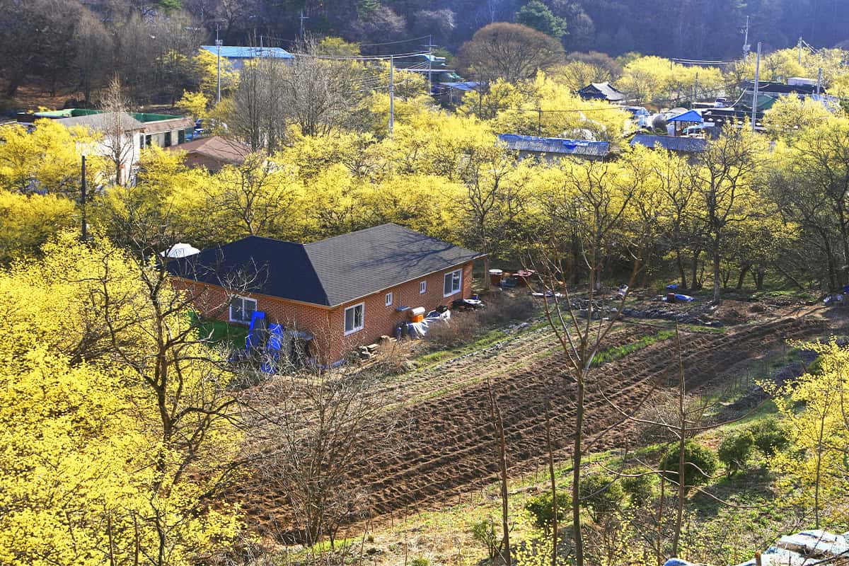 한적한 이천 산수유마을 한적한 이천 산수유마을