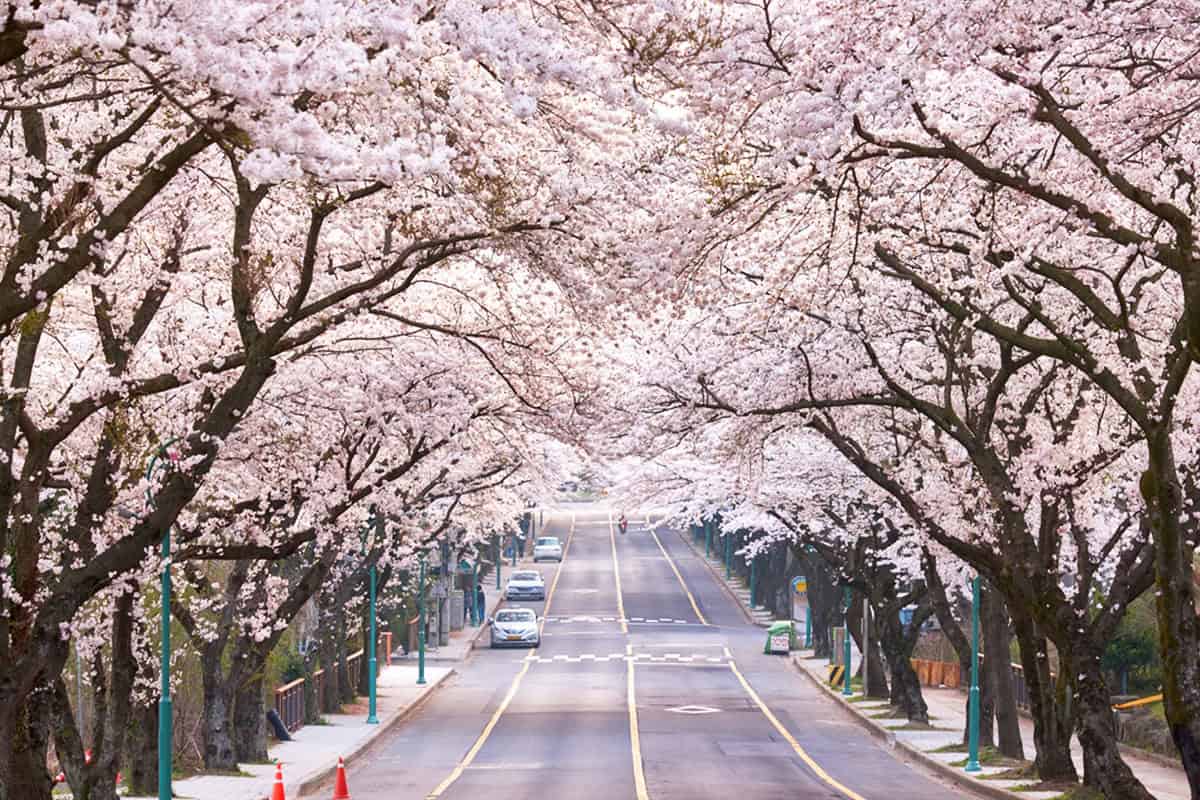 제주대학교 벚꽃길 제주대학교 벚꽃길