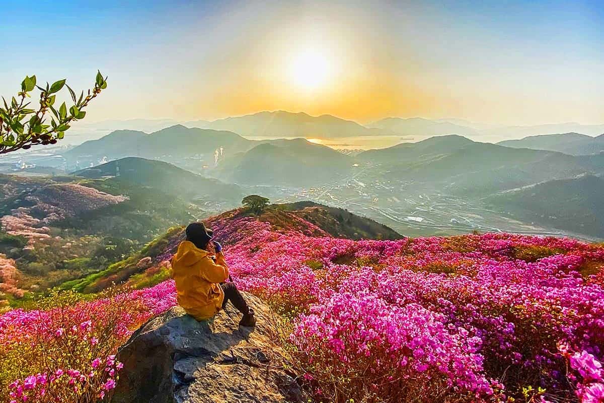 영취산의 봄 