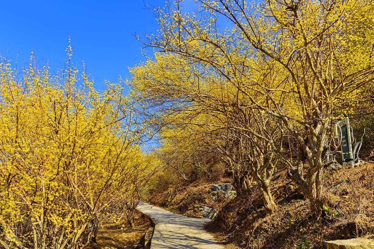 현천마을 산수유 산책길 